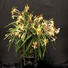 Neofinetia falcata yubae 夕映 